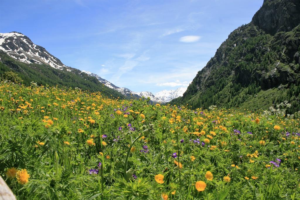 Maison Des Myrtilles Hotel Valgrisenche Kültér fotó